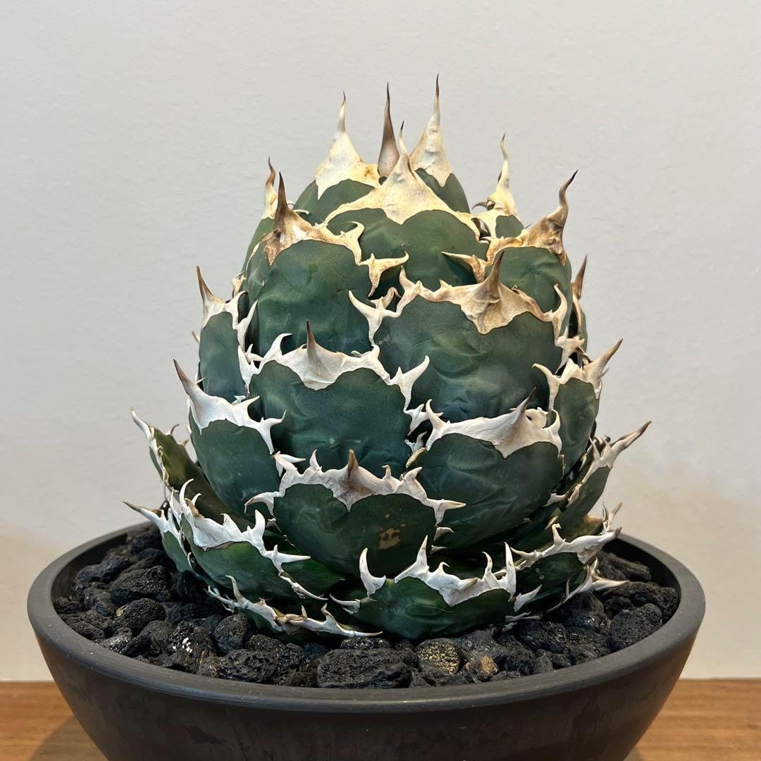 美株】 アガベチタノタ ノーネーム メキシコ現地球 発根済 ボール状